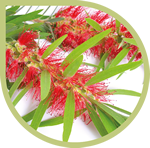 Natuurlijk extract van Melaleuca