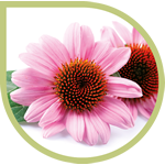 Natuurlijk extract van Echinacea Angustifolia