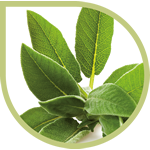 Natuurlijk extract van salie