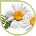 Natuurlijk kamille-extract